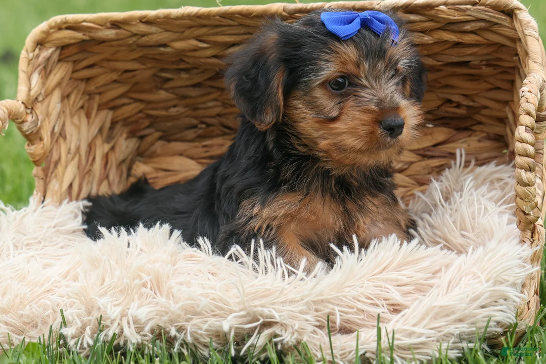Yorkshire Terrier dogs for sale:  Bruno 🐶 - Ad 2