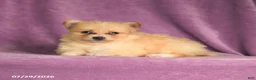 Pomeranian dogs for sale: Candy - Ad 4