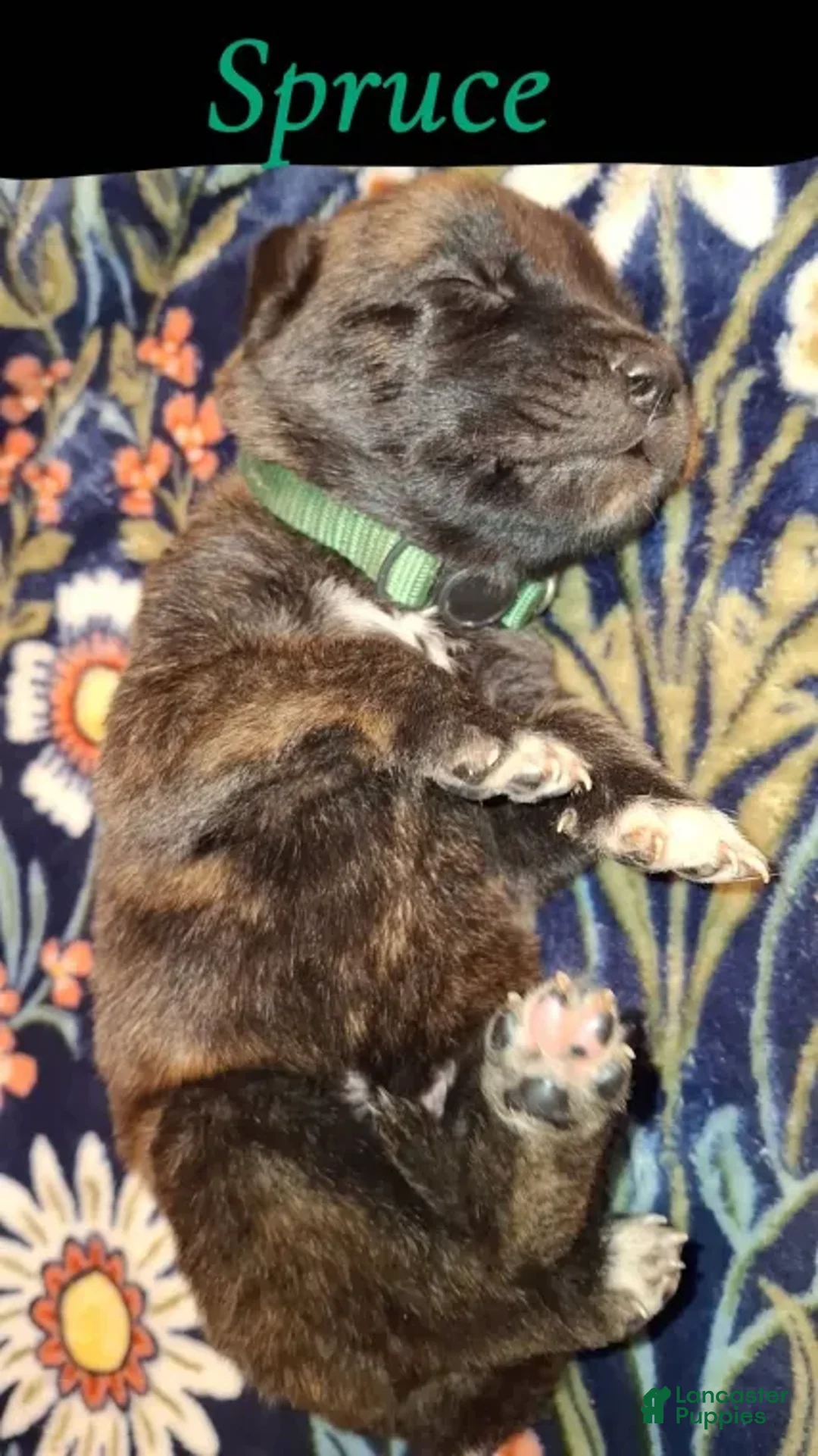 English Mastiff dogs for sale: Spruce - Brindle English Mastiff Puppy - Ad 1