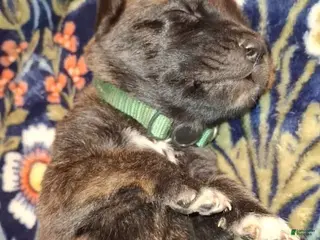 English Mastiff dogs Spruce - Brindle English Mastiff Puppy - Ad 1