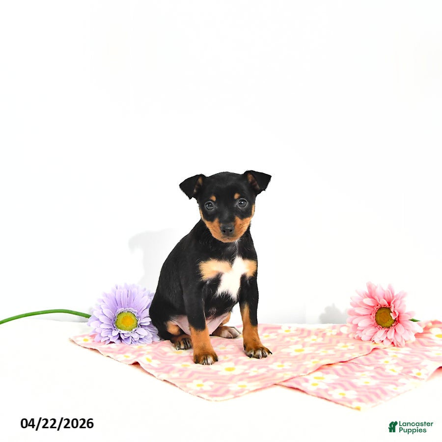 Miniature Pinscher dogs Julie       EXTRA SMALL - Ad 2