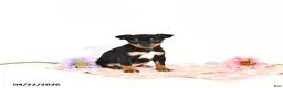 Miniature Pinscher dogs for sale: Julie       EXTRA SMALL - Ad 2