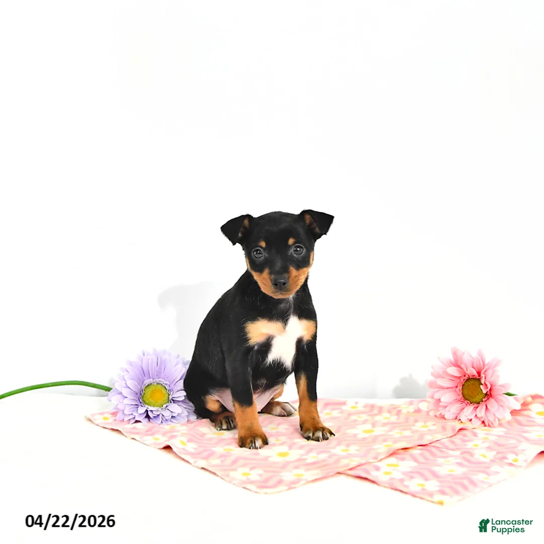 Miniature Pinscher dogs for sale: Julie       EXTRA SMALL - Ad 2