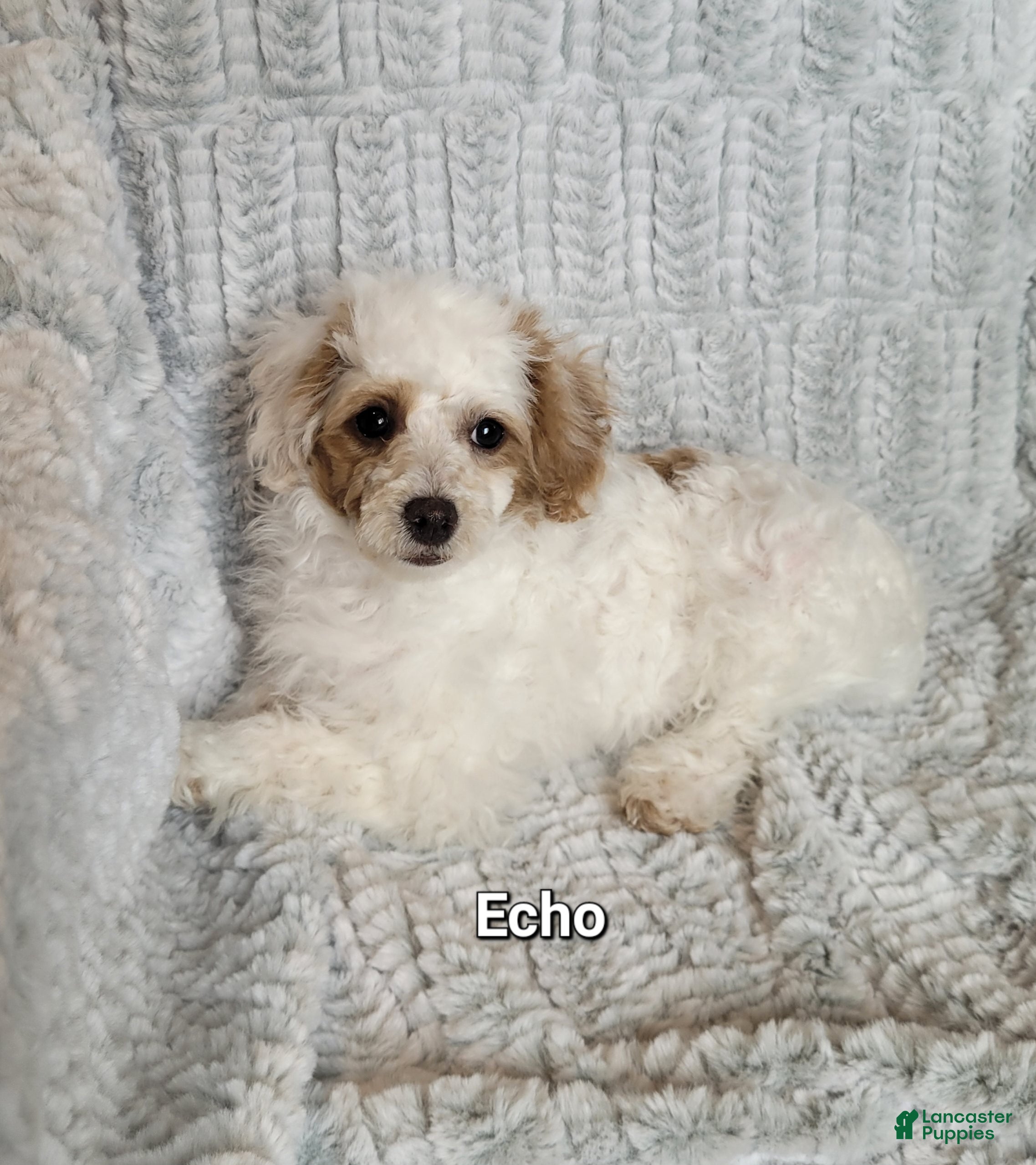 Miniature Poodle dogs Echo  - Ad 22