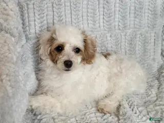 Miniature Poodle dogs Echo - Ad 22