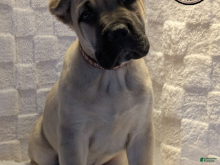 Cane Corso dogs Brown - Ad 10