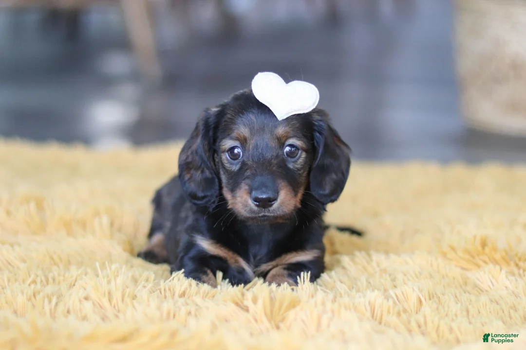 Miniature Dachshund dogs for sale: Crumpet - Ad 6