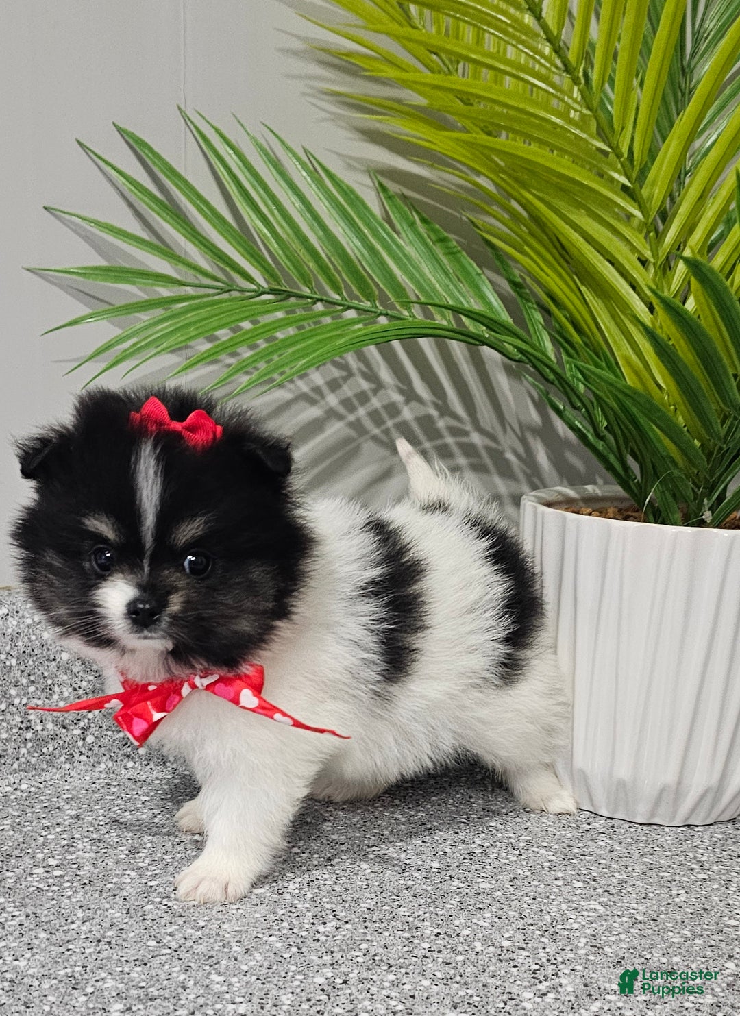 Pomeranian dogs for sale: Roxie  - Ad 8