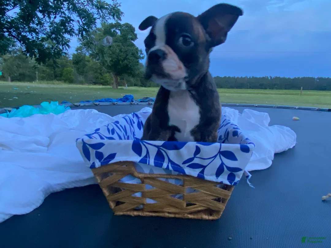 Boston Terrier dogs for sale: Boston Terrier 3 - Ad 2