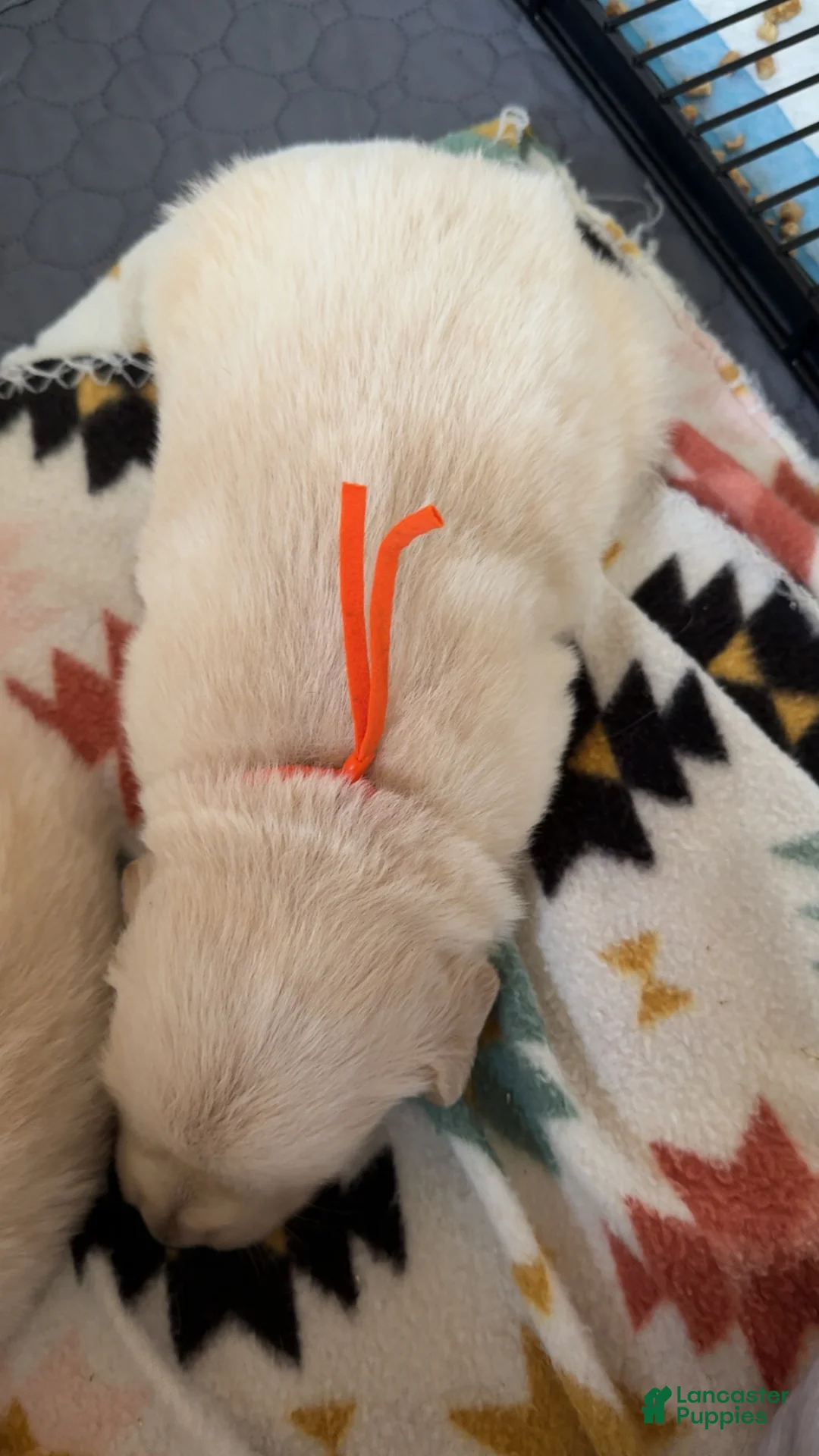 Golden Retriever dogs for sale: Cadbury (Orange Collar) - Ad 2