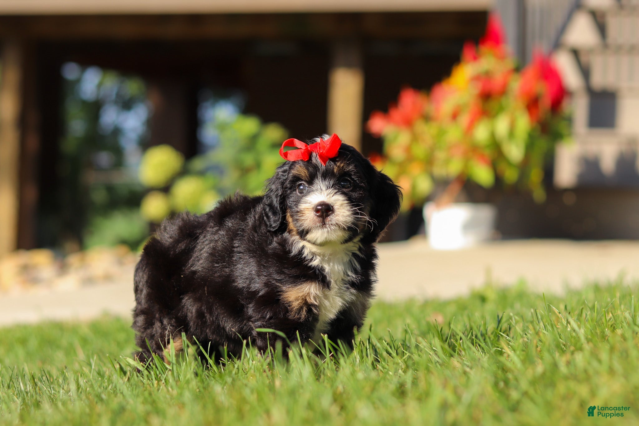 Mini Bernedoodle dogs Moonstone - Ad 2