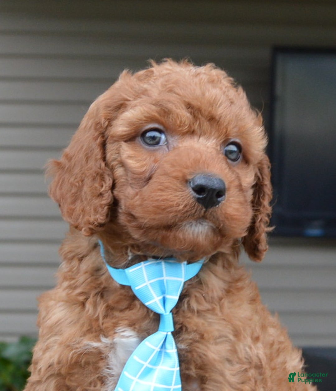 Irish Doodle dogs for sale: Mini Ivan - Ad 4