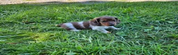Miniature Dachshund dogs for sale: Rocket - Ad 7