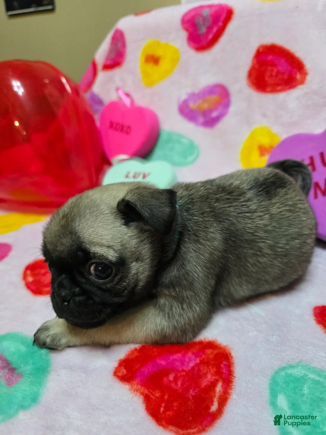 Pug dogs for sale: Bella  - Ad 6