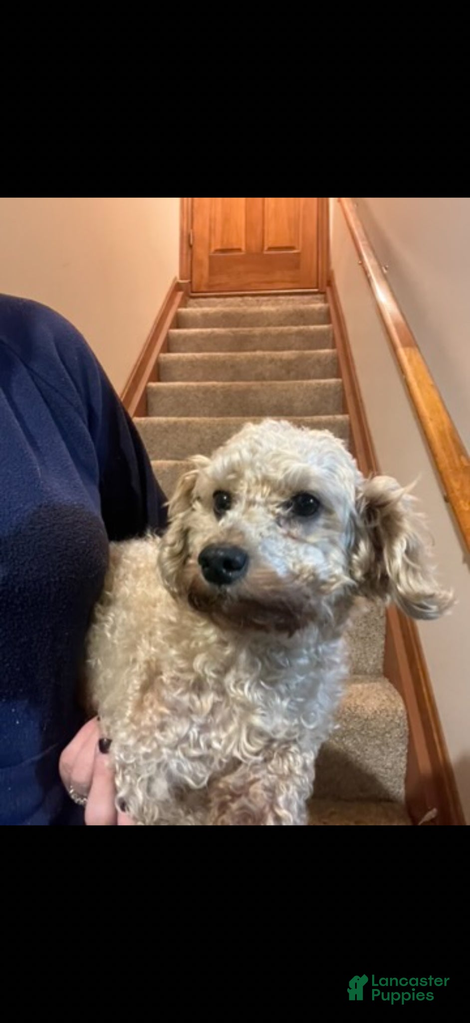 Miniature Poodle dogs Mia - Ad 2