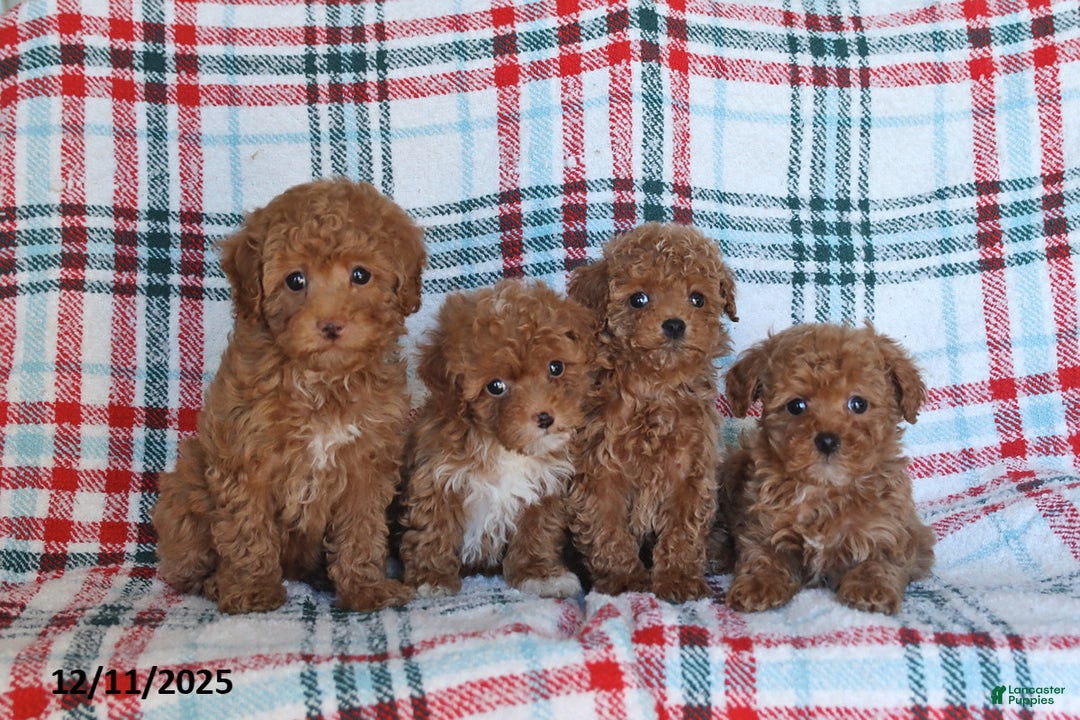 Toy Poodle dogs for sale: Tucker - Ad 2