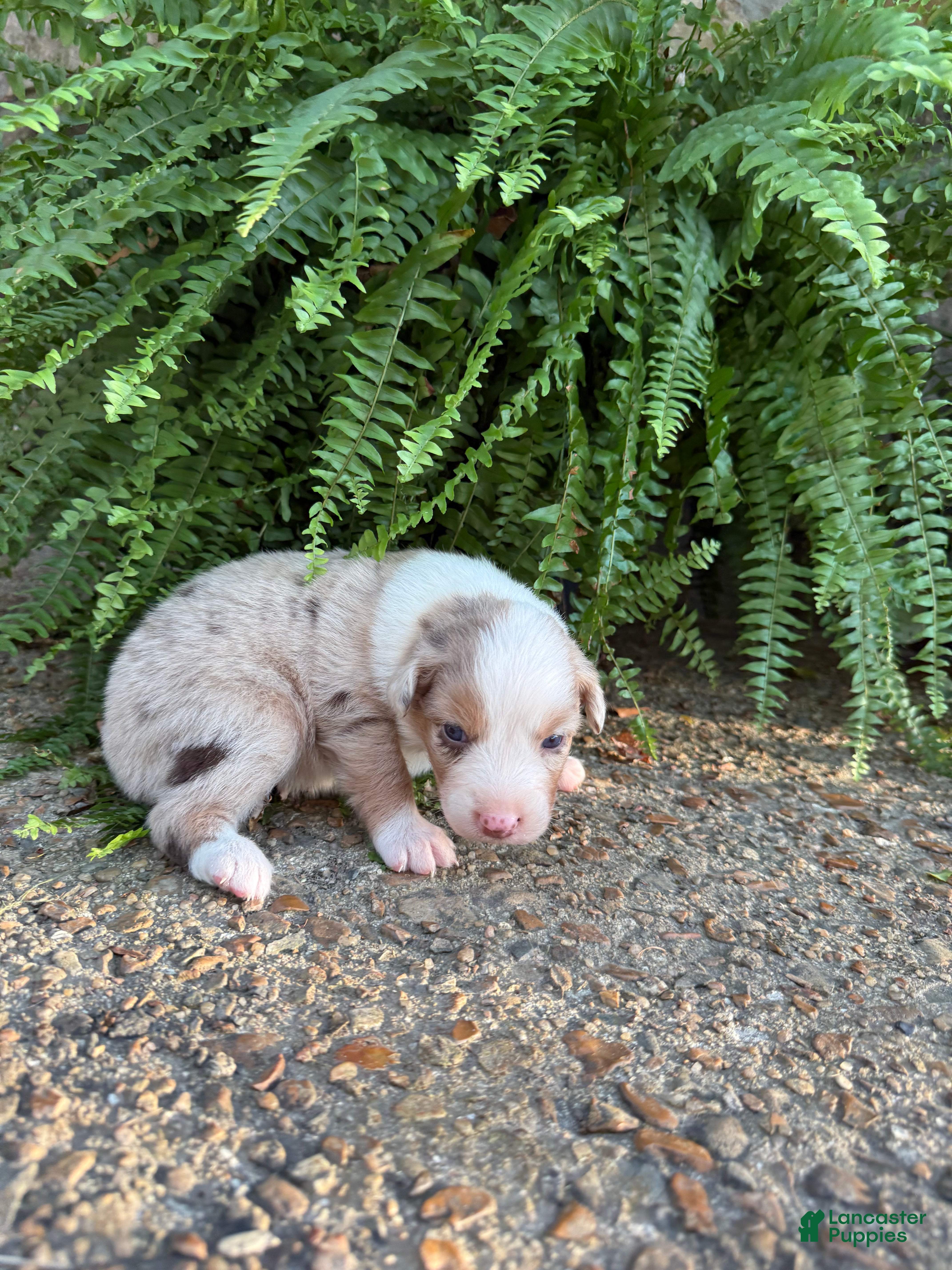 Australian Shepherd dogs Cookie  - Ad 1