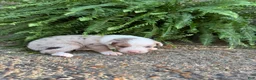 Australian Shepherd dogs for sale: Cookie  - Ad 1