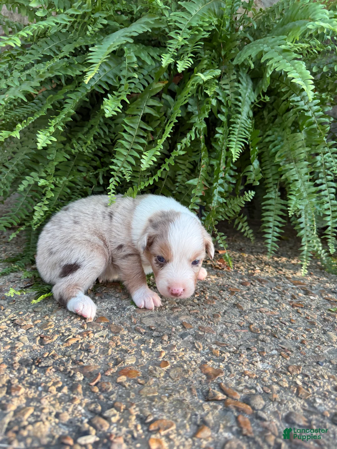 Australian Shepherd dogs for sale: Cookie  - Ad 1