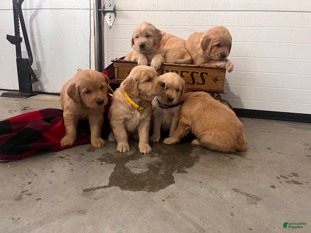 Standard Poodle dogs for sale: Mango🐾❤️AKC Genetic Tested🐾❤️6108066386 - Ad 5