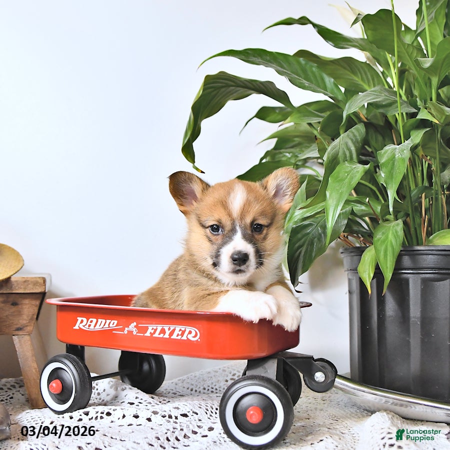 Welsh Corgi Pembroke dogs Bouncer - Ad 2