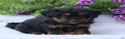Mini Goldendoodle dogs for sale: Chase - Ad 3