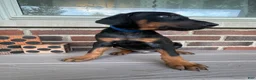 Doberman Pinscher dogs for sale: Angel - Ad 3