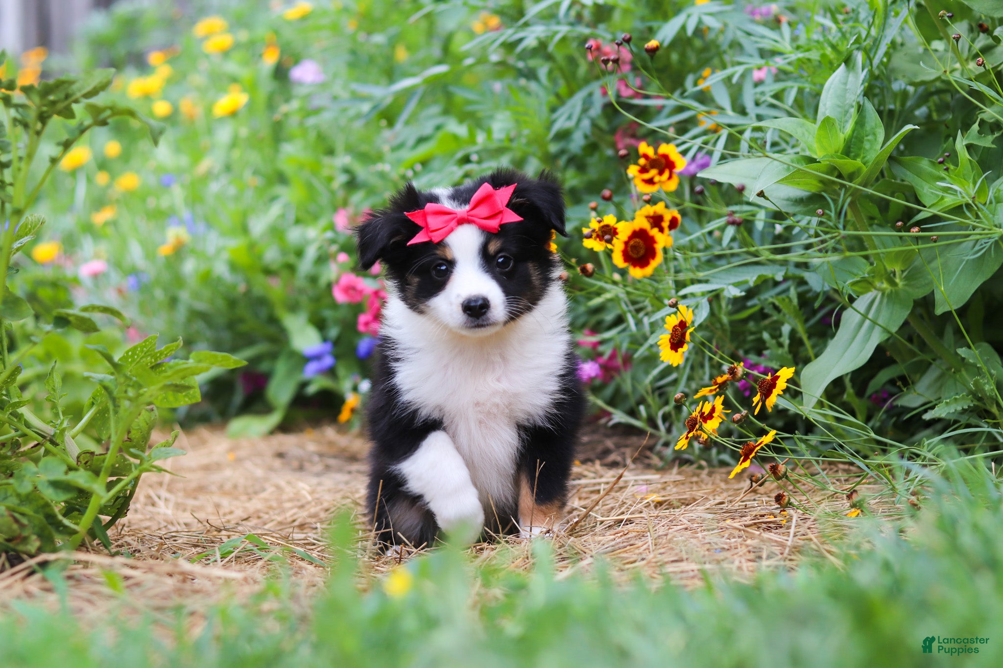 Toy Australian Shepherd dogs Rory - Ad 2