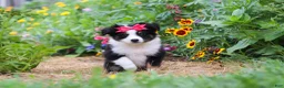 Toy Australian Shepherd dogs for sale: Rory - Ad 2