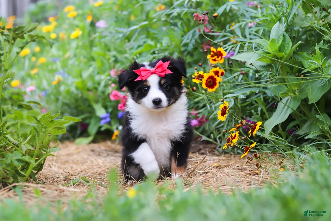 Toy Australian Shepherd dogs for sale: Rory - Ad 2