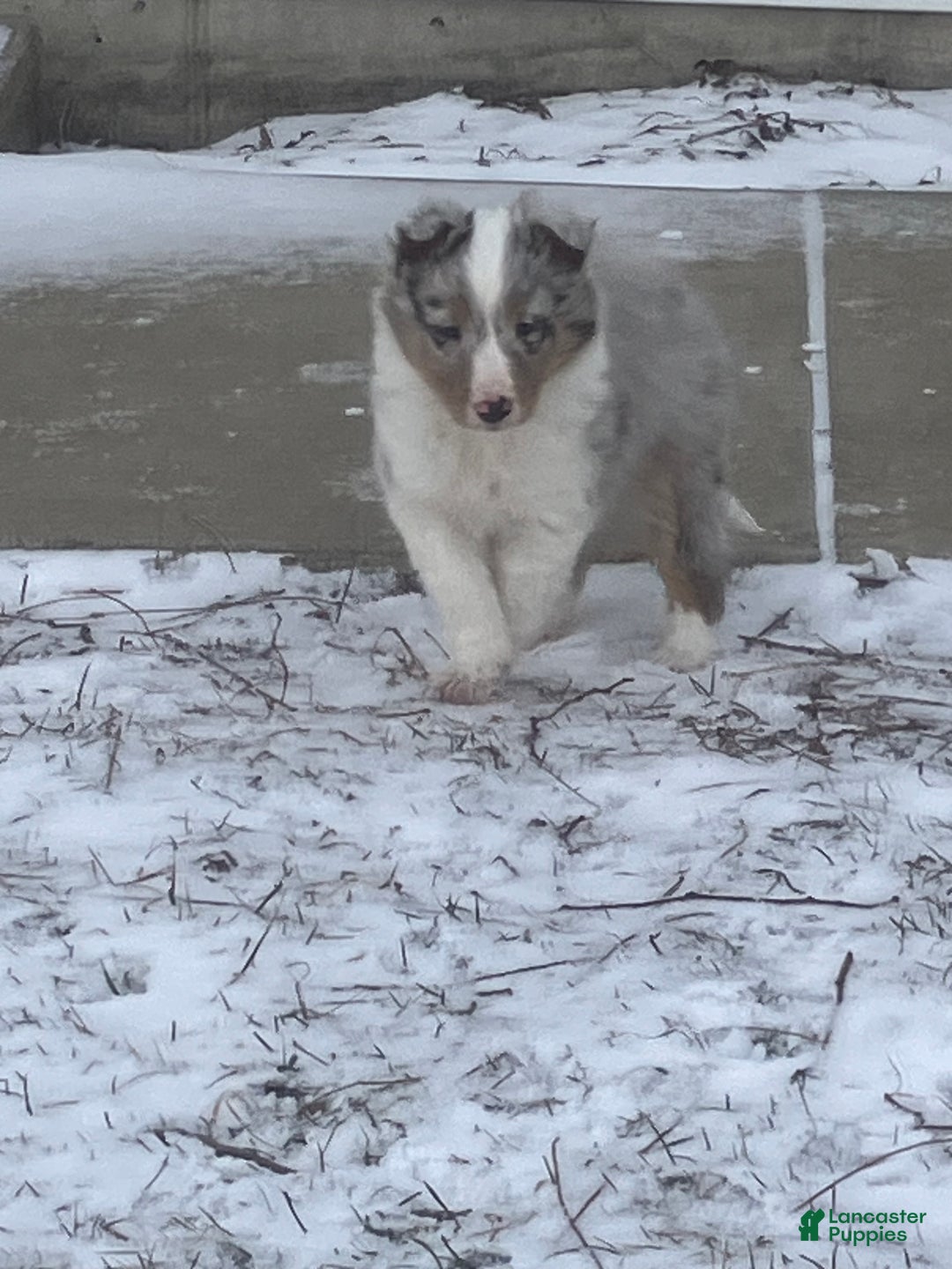 Shetland Sheepdog dogs for sale: Rover - Ad 1