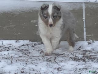 Shetland Sheepdog dogs Rover - Ad 38