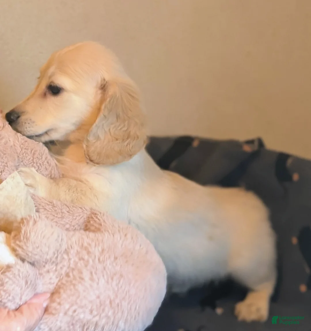 Miniature Dachshund dogs for sale: Watson  - Ad 2