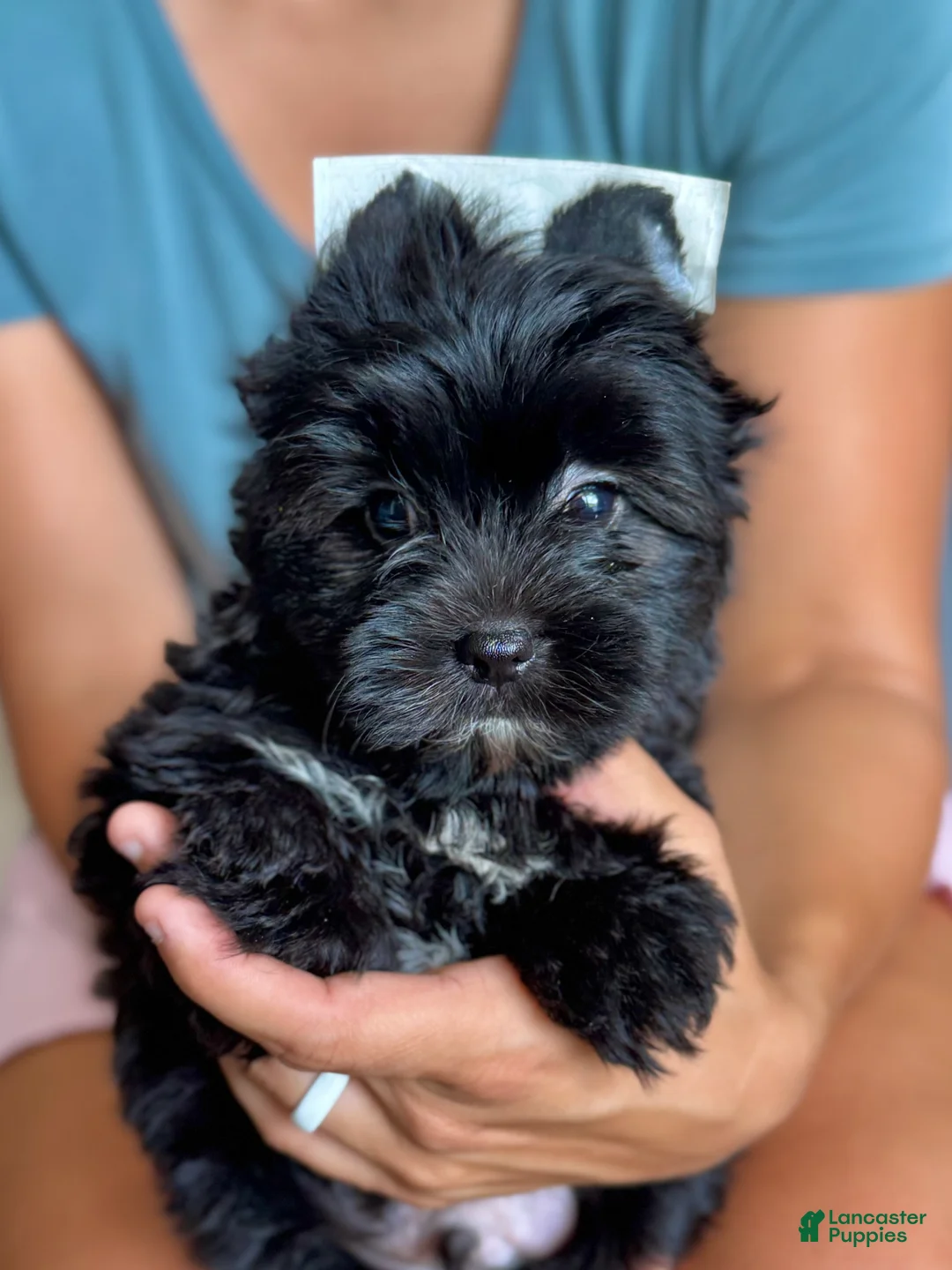 Yorkshire Terrier dogs for sale: Yorkie Boy 1 - Ad 1
