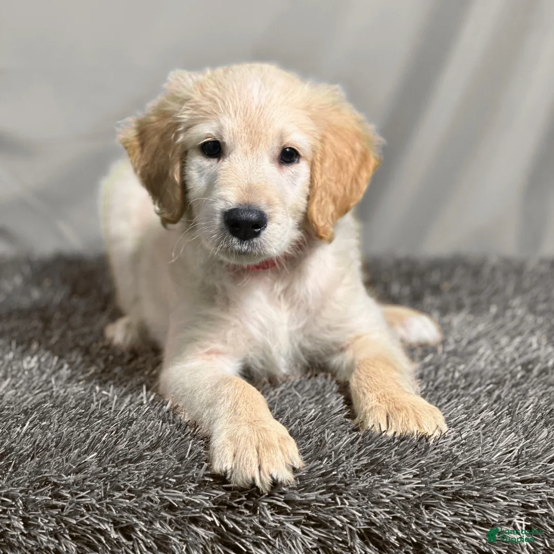 Goldendoodle dogs for sale: Jar-Jar JR. - F1 Standard Goldendoodle - Ad 1