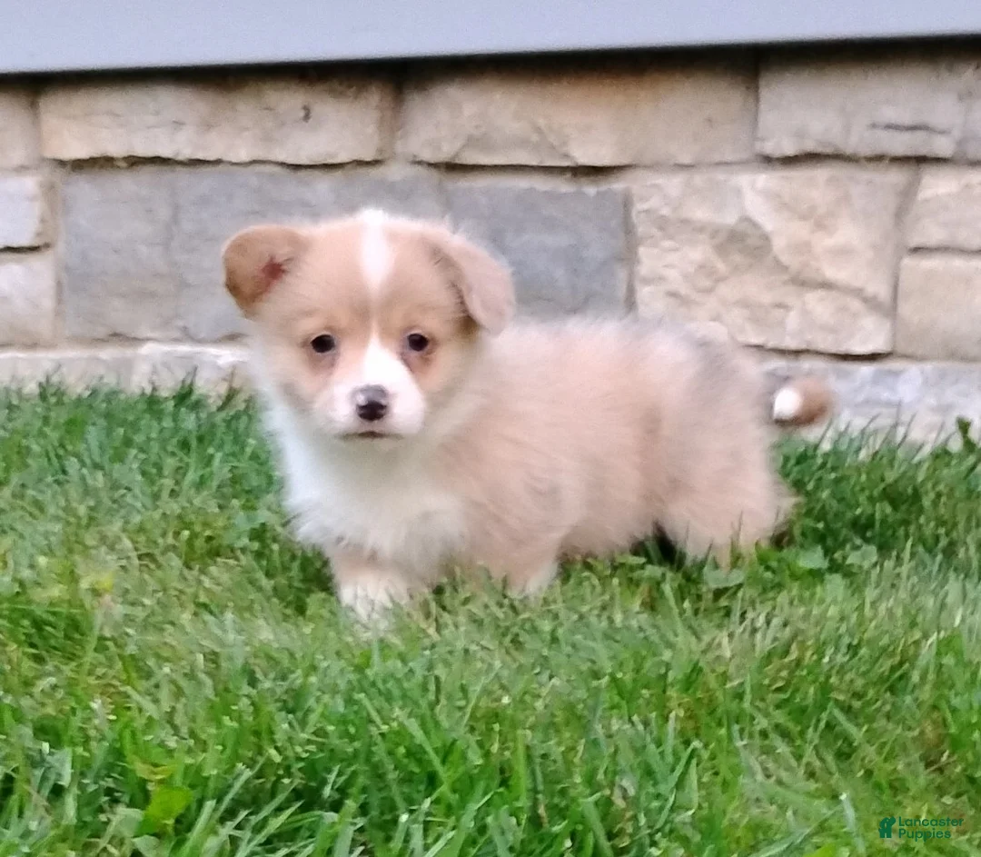 Welsh Corgi Pembroke dogs for sale: Welsh Corgi Pembroke 4 - Ad 1