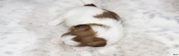 Shih Tzu dogs for sale: Millie - Ad 5