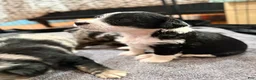 Mixed Breed dogs for sale: Panda - Ad 5