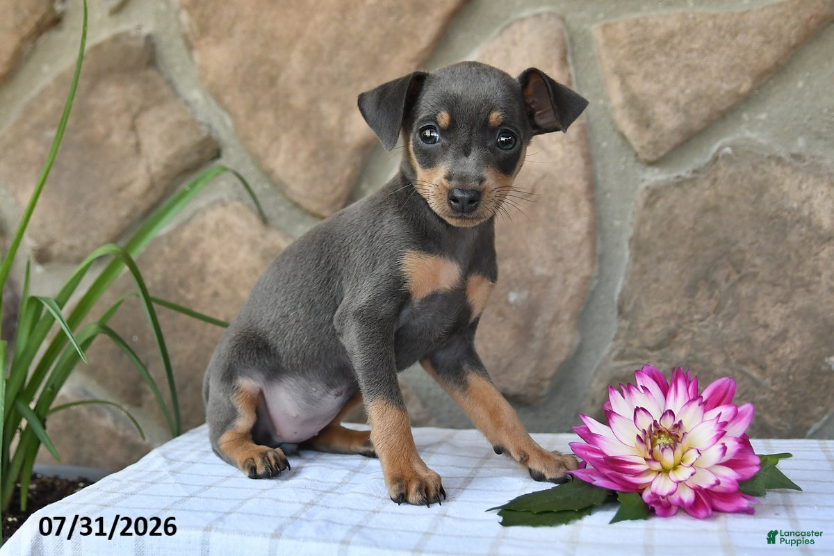 Miniature Pinscher dogs Abby - Ad 1