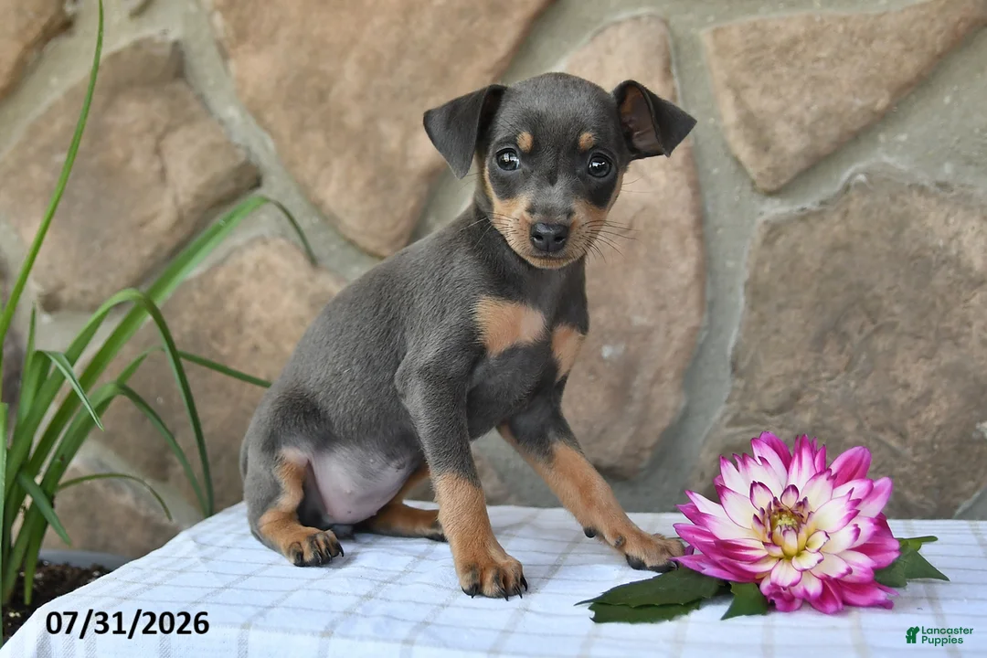 Miniature Pinscher dogs for sale: Abby - Ad 1