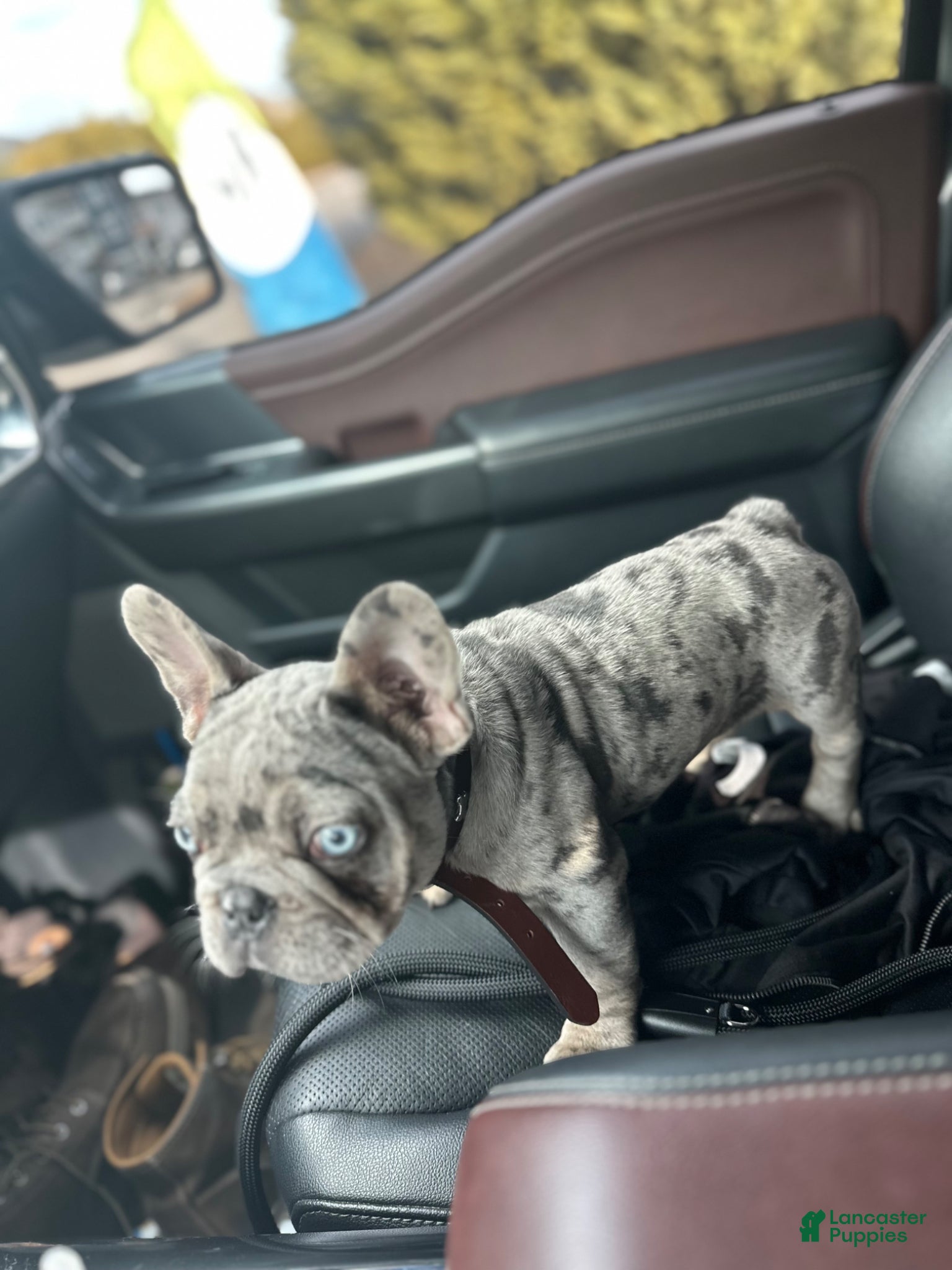 French Bulldog dogs for sale: Duke - Ad 3