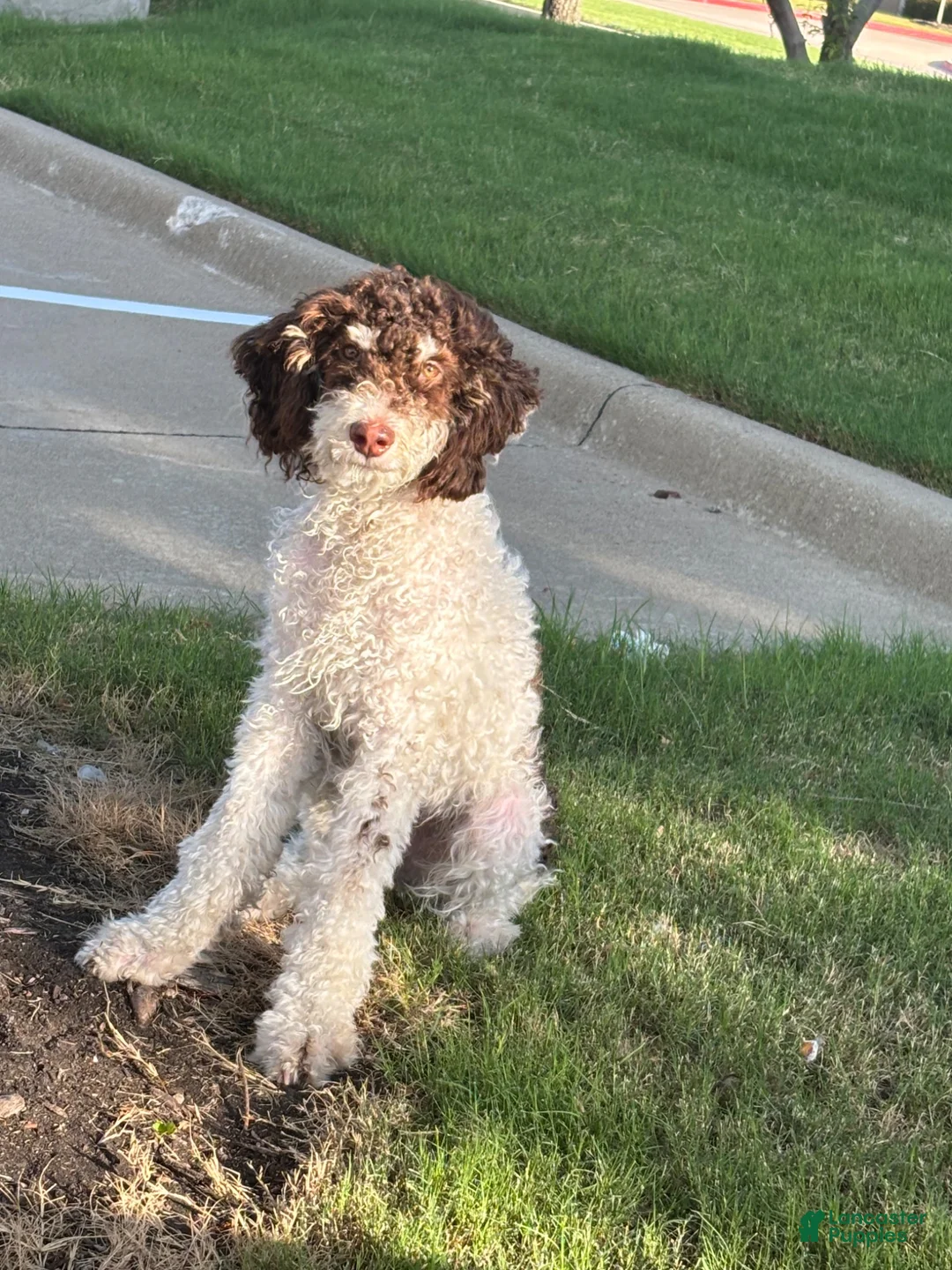 Standard Poodle dogs for stud: Truffles - Ad 2