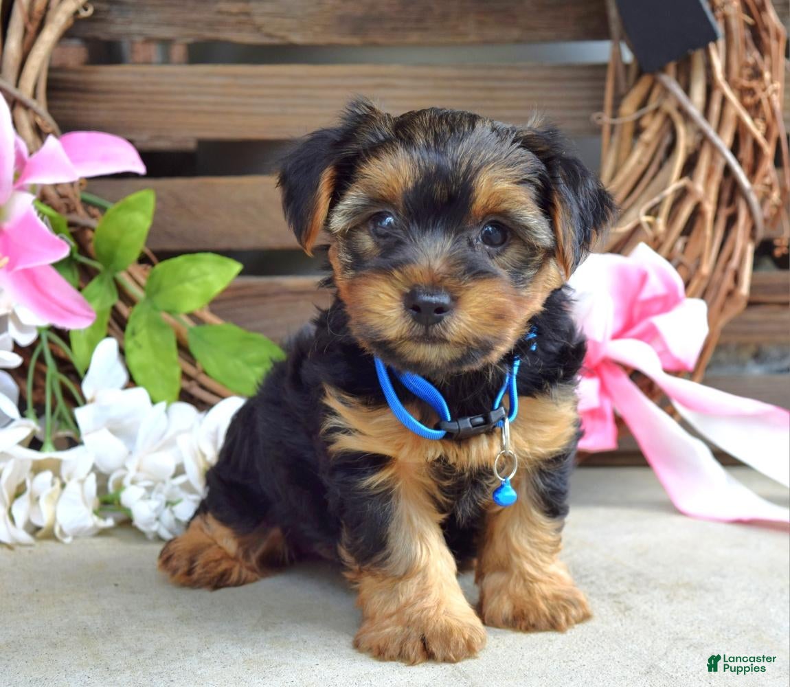 Yorkshire Terrier dogs Rocky - Ad 2