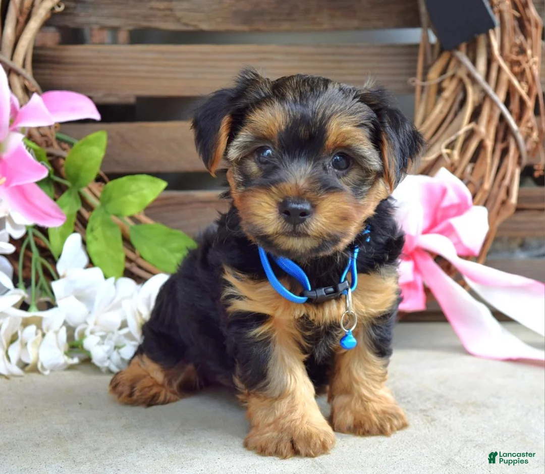 Yorkshire Terrier dogs for sale: Rocky - Ad 2