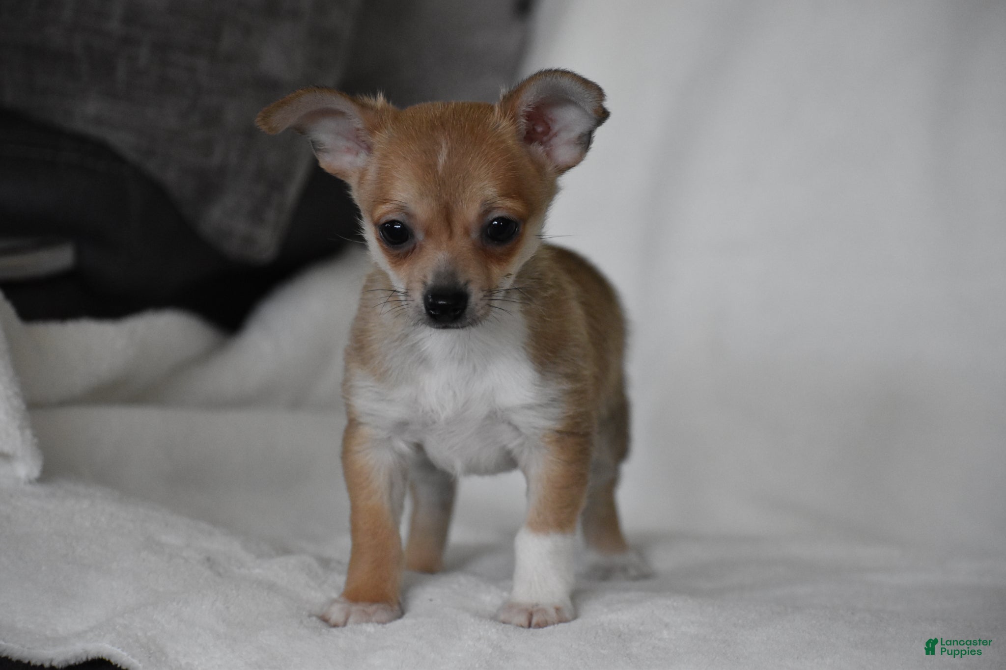 Chihuahua dogs Roscoe - Ad 2