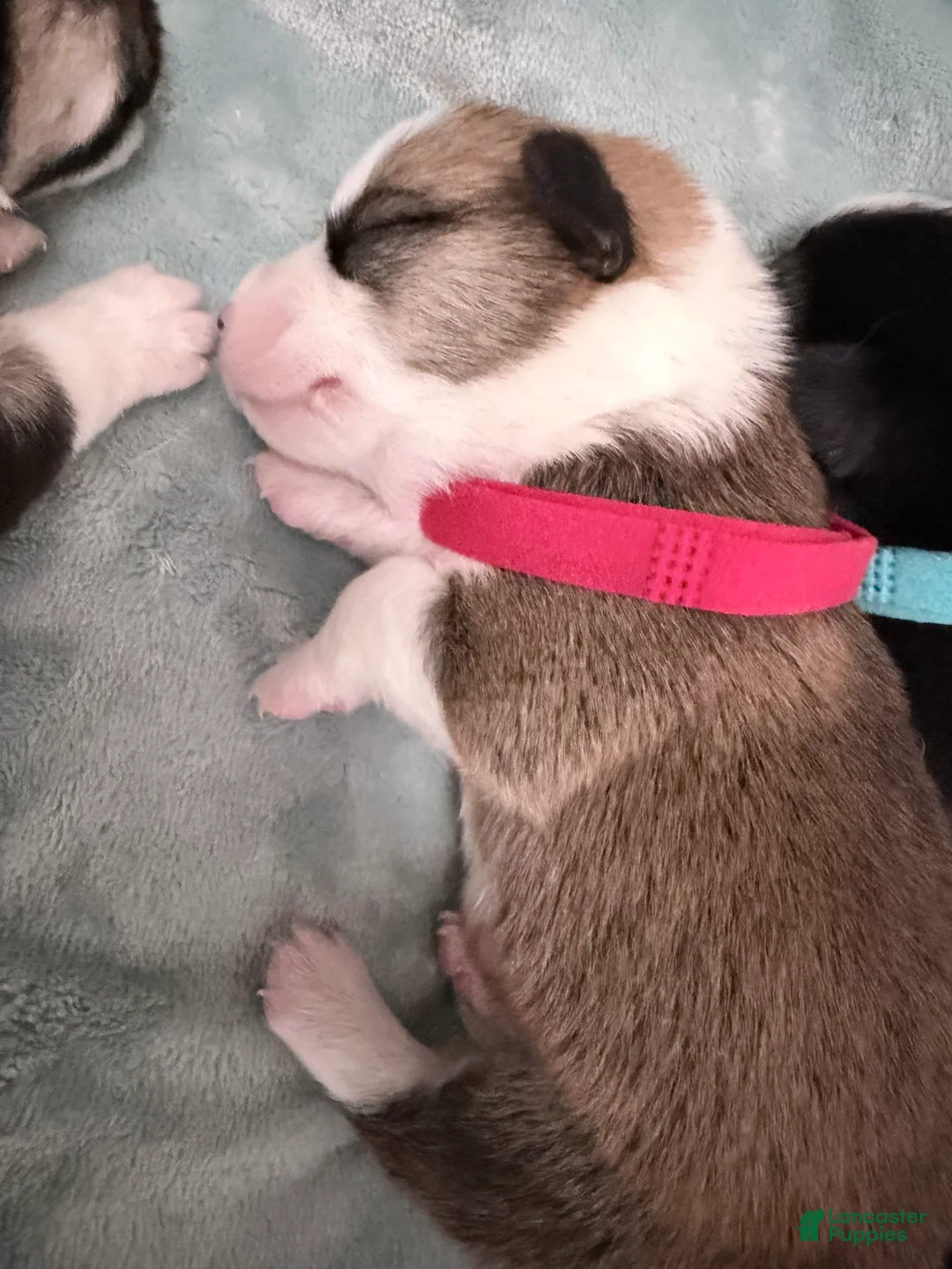 Welsh Corgi Pembroke dogs for sale: Welsh Corgi Pembroke Puppy red collar  - Ad 2