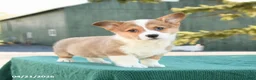 Welsh Corgi Pembroke dogs for sale: Shadow - Ad 4