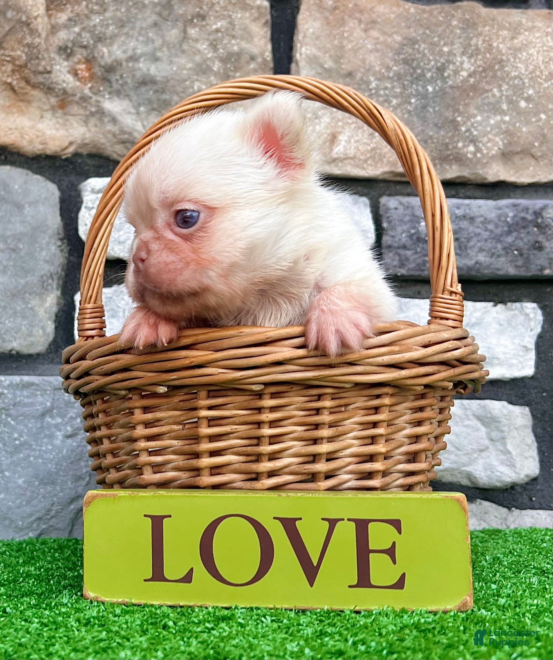 French Bulldog dogs Babe - Ad 2