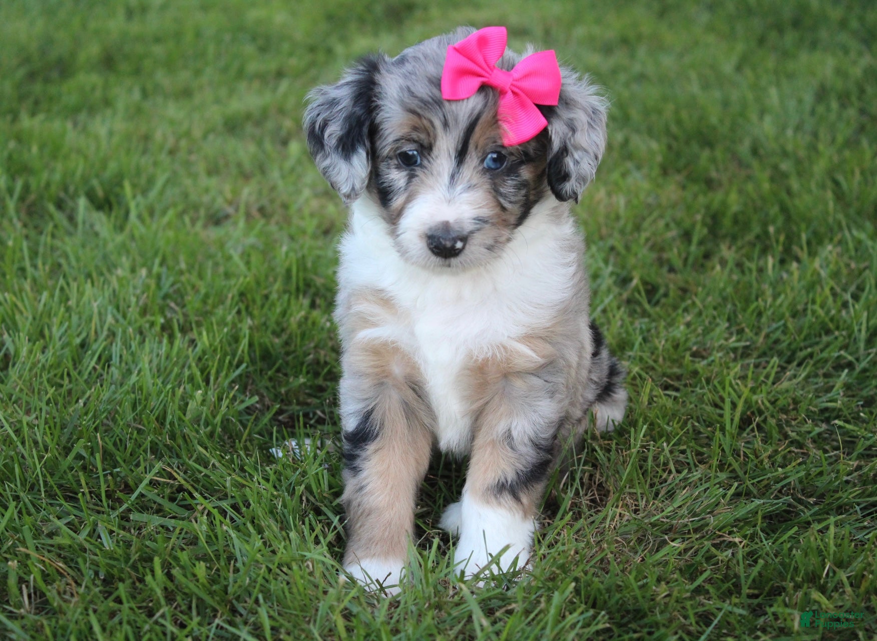 Mini Aussiedoodle dogs Kierra 🎀 - Ad 2