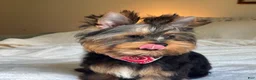 Yorkshire Terrier dogs for sale: Cody - Ad 14